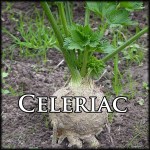 Celeriac Text Border