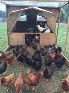 IMG_1604-e1425311183298