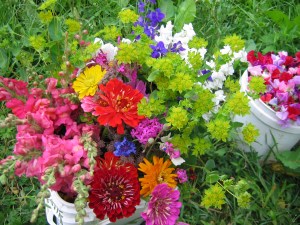 Pumpkin-Ridge-garden-Charlotte-juillet2009-292