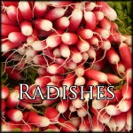 RadishesEdit