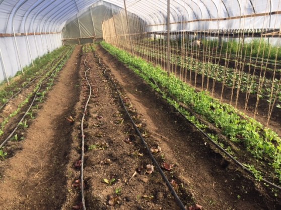 March hoop house 2016